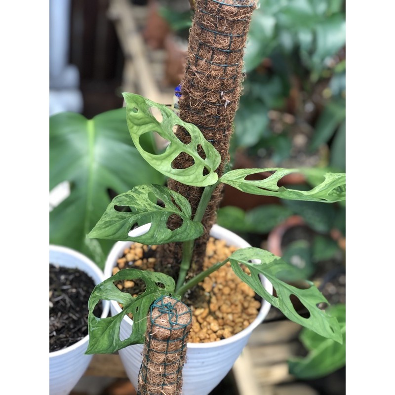 monstera adansonii variegata / janda bolong variegata