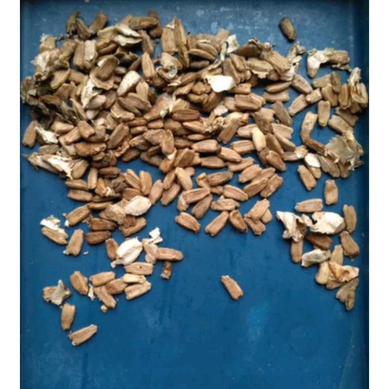 bibit biji labu botol