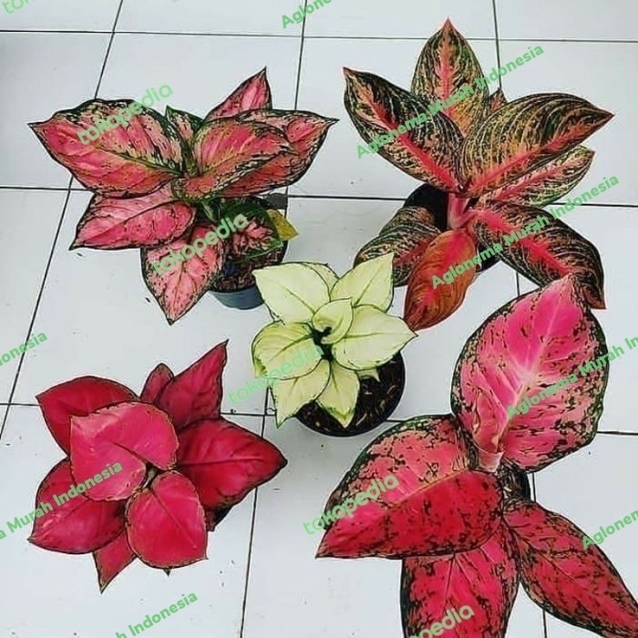 paket 5 aglonema,red anja,red heart,widuri,super white Bibit/Bonggol Tanaman Hias