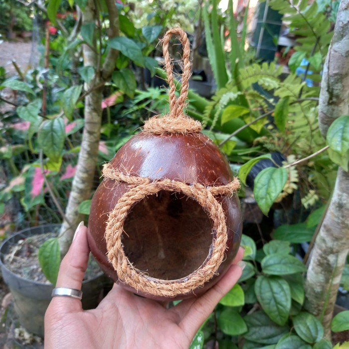 GLODOK LUCU BATOK KELAPA SARANG BURUNG LOVEBIRD