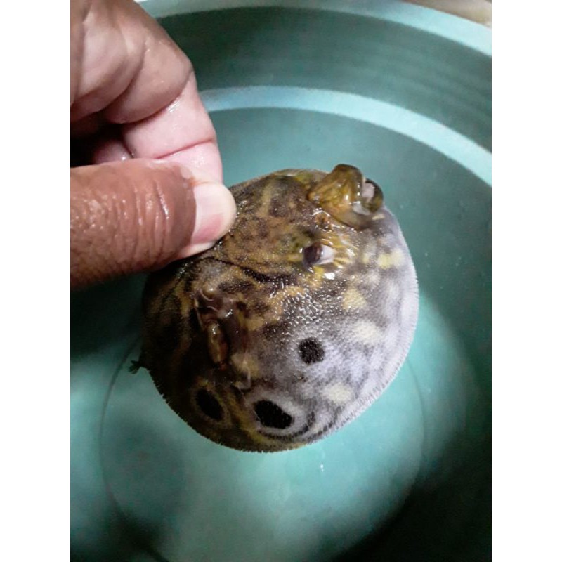 

ikan buntal kelapa