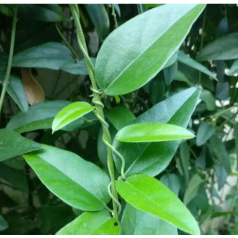 bibit cincau rambat cincau hijau jelly