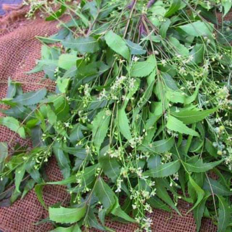 

daun mimba segar 1kg