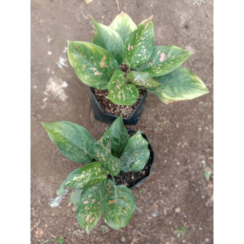 Aglaonema Ruby chiangmei dewasa/ indukan