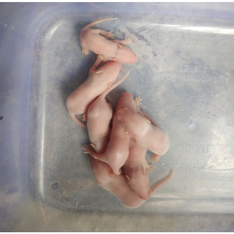Mencit (pinkis)