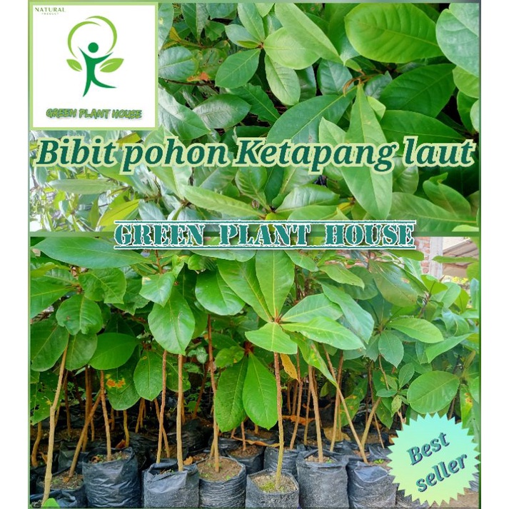 BIBIT POHON KETAPANG LAUT (POHON PENEDUH)