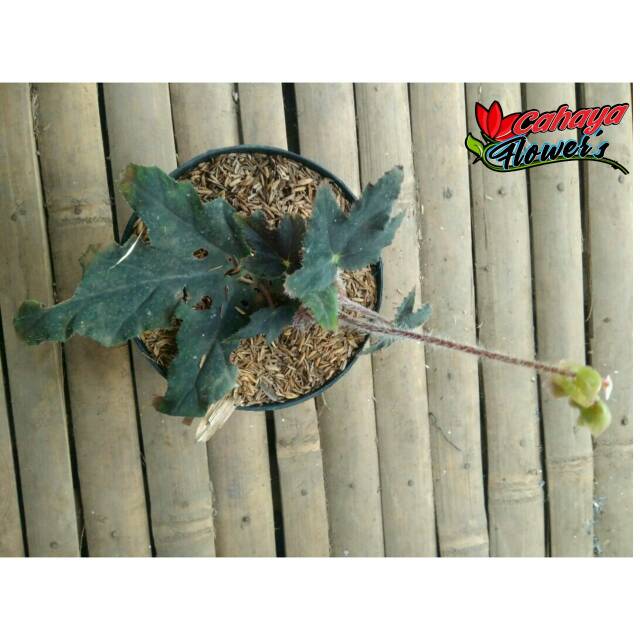 Begonia Bintang