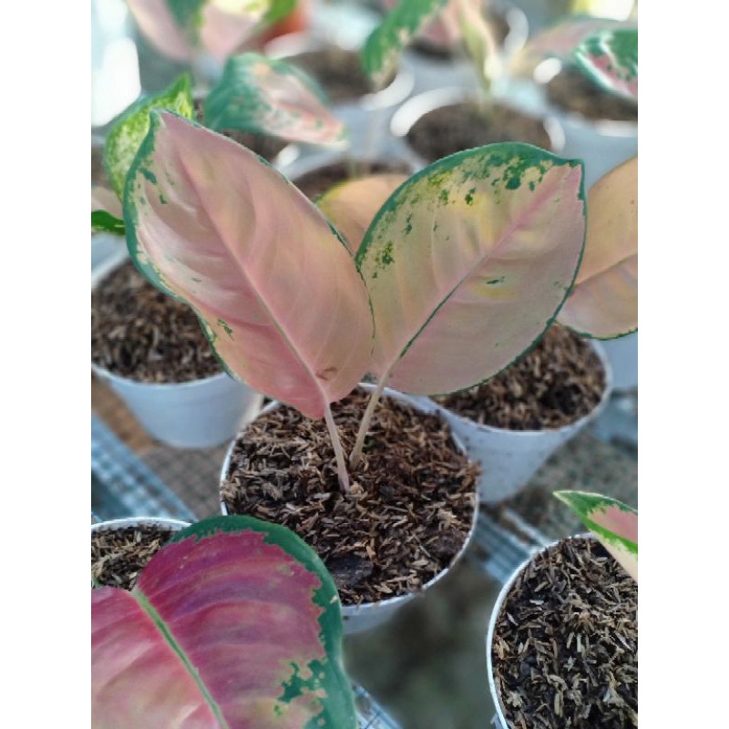 AGLONEMA BABY SULTAN BRUNEI