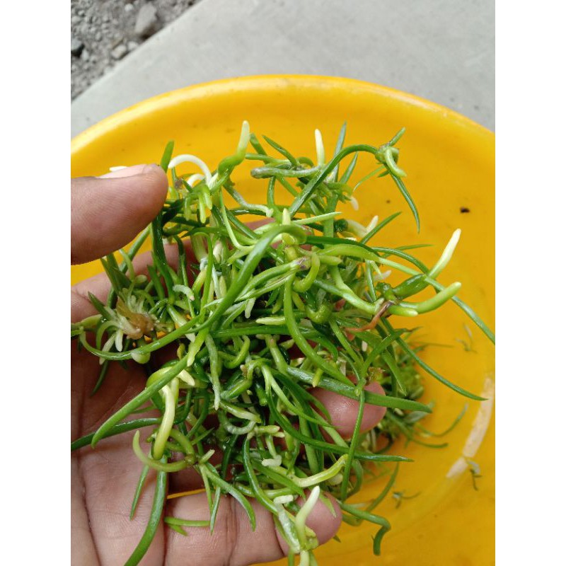 Bibit anggrek Botol Vanda
