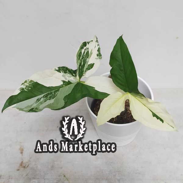 tanaman hias syngonium variegata murah