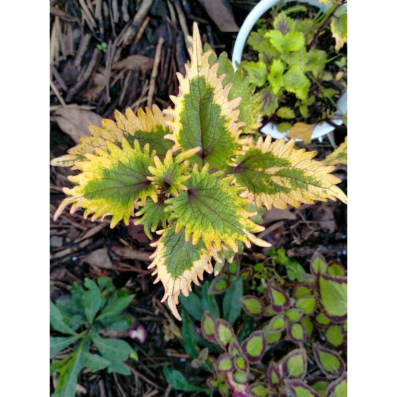 miana premium mutasi rainbow