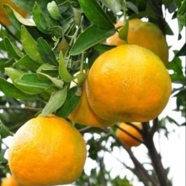 

Jeruk Keprok Batu Malang 500 gram