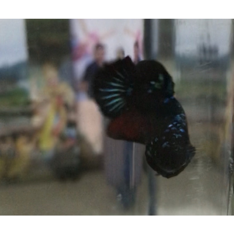 cupang avatar kalimaya