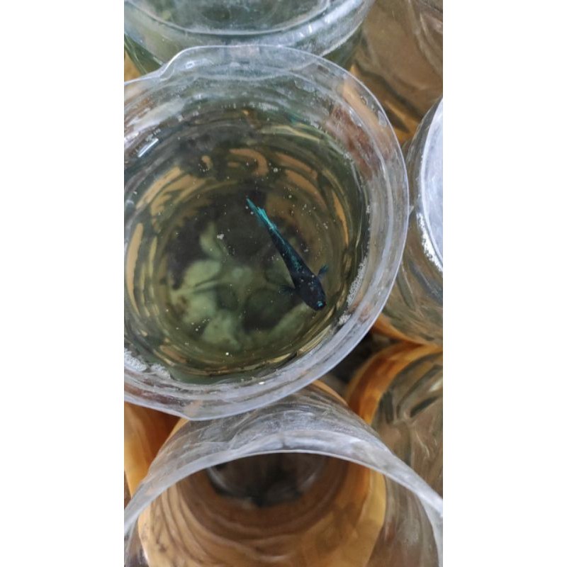 cupang avatar gordon