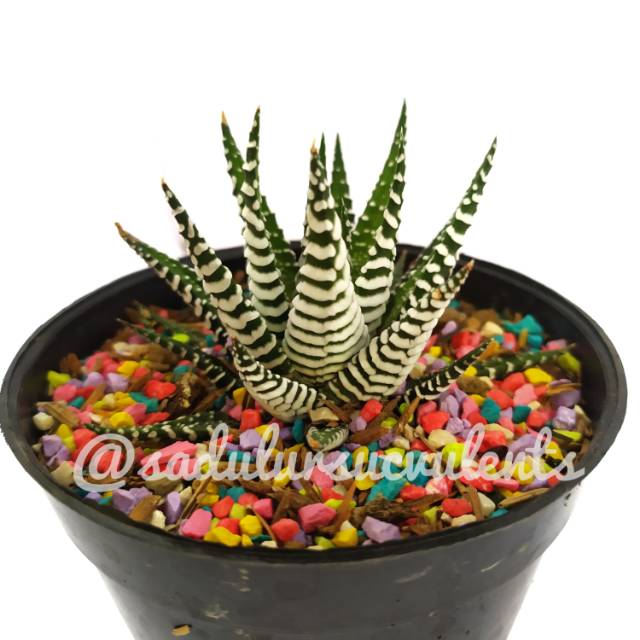 Haworthia zebra