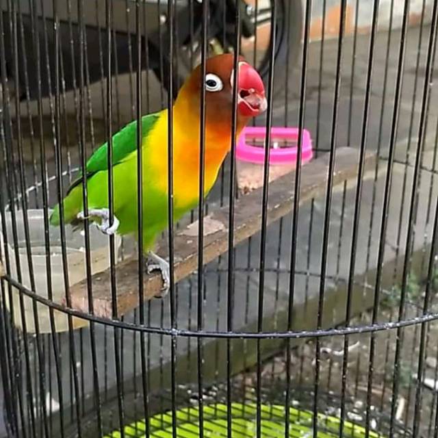 vit lovebird kongslet