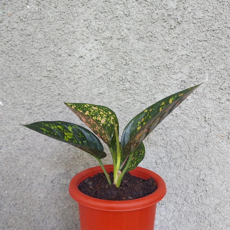 AGLONEMA RUBY COMPACTA