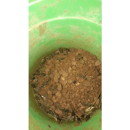 umpan jitu harian dan galatama lele