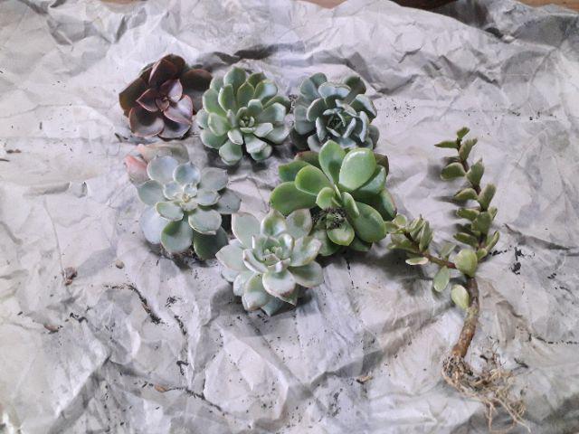 Sukulen Dan Kaktus | Echeveria Elegans blue