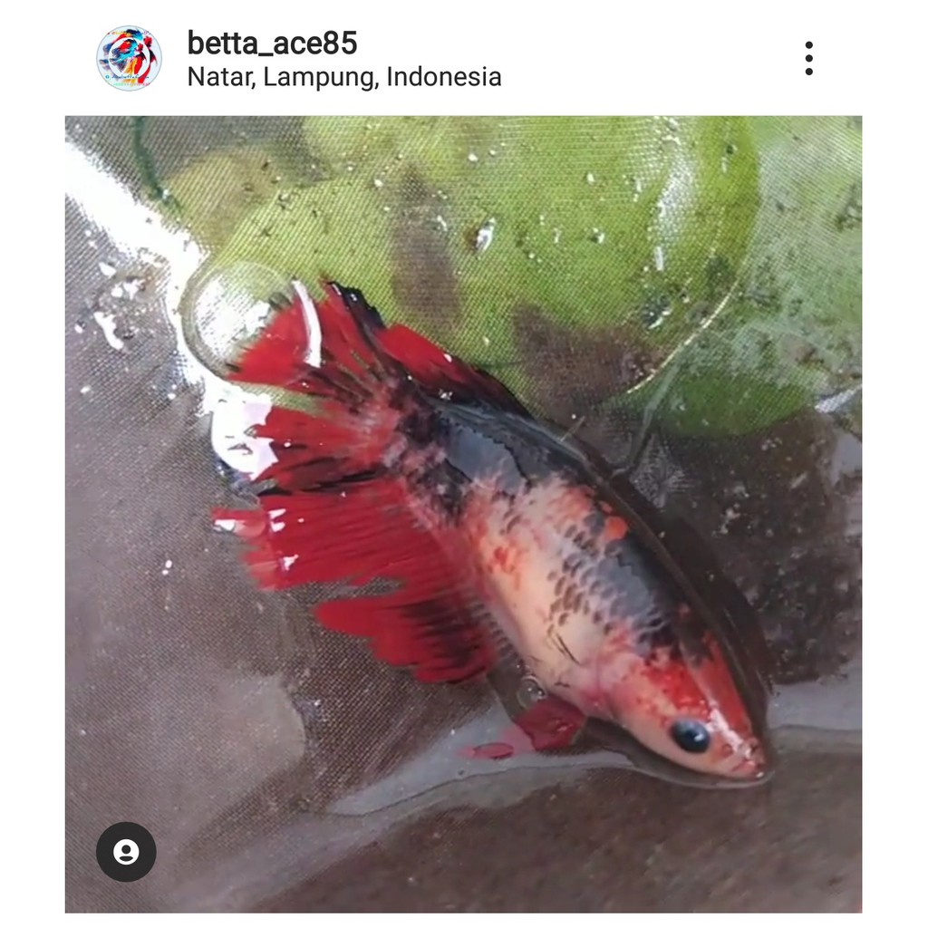 Ikan Cupang - Female Halfmoon (Black & Red)