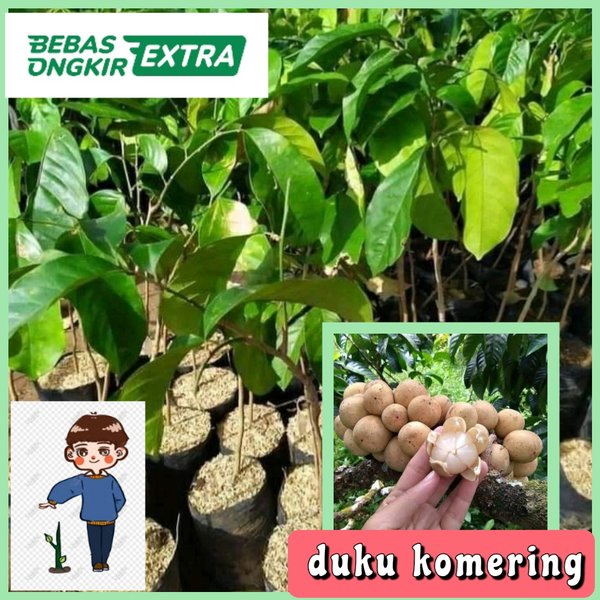 TERMURAH Bibit Buah Okulasi Duku Komering VIRRALL