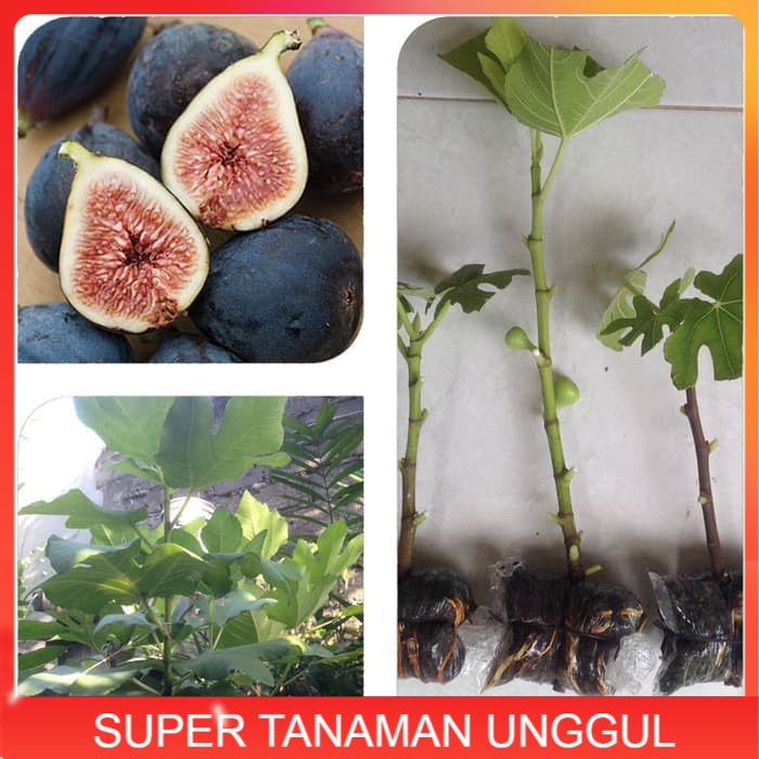 Bibit Cangkok Pohon Buah Fig Tin Ara Jenis Black Mission