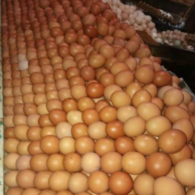telur ayam negri lokal segar grade a per kg