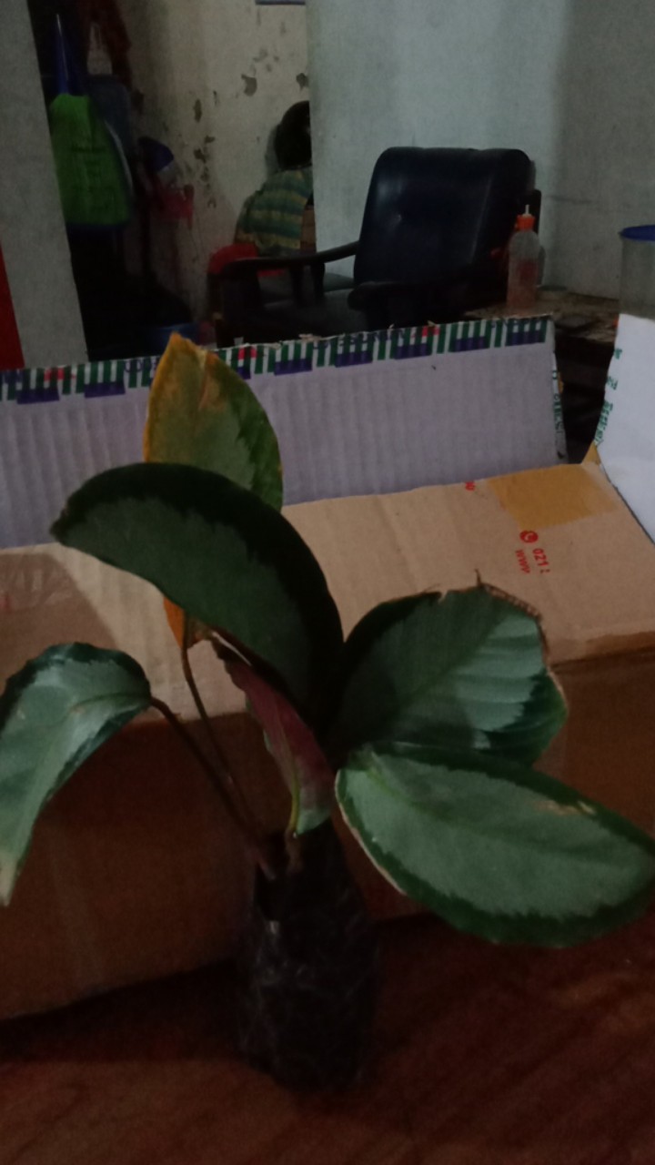 Calathea Picturata Manis