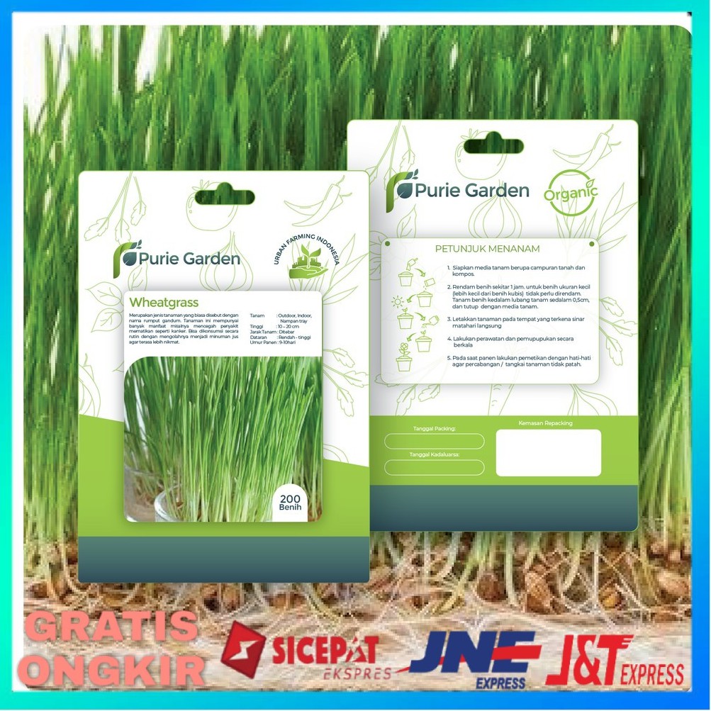 BENIH TANAMAN WHEATGRASS HIDROPONIK BENIH HYDROPONIK BIBIT TANAMAN HIDROPONIK BENIH HYDROPONIK