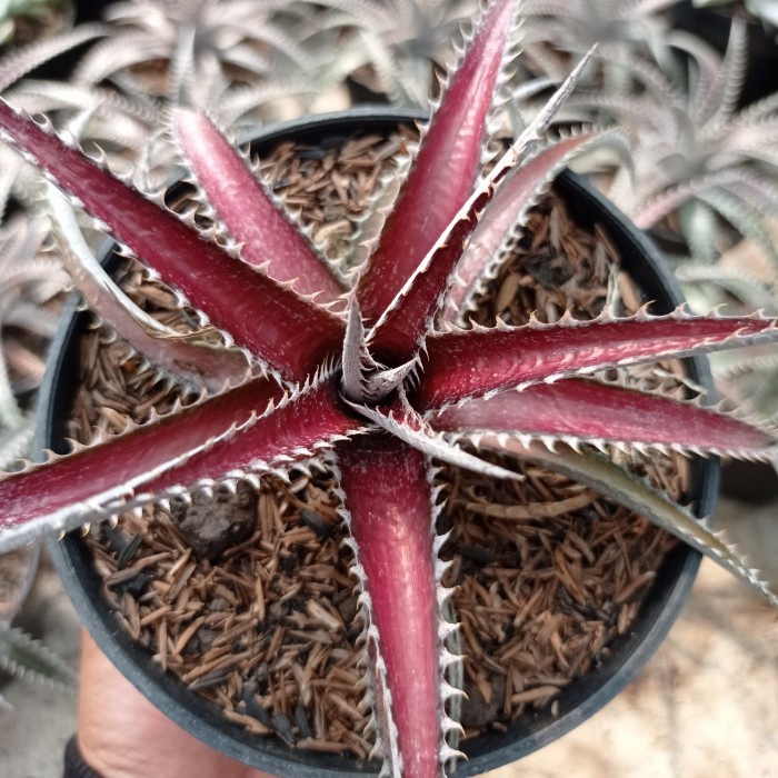 dyckia brittle star