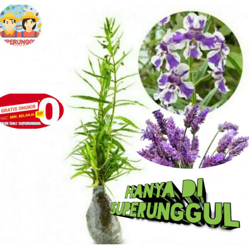 Bibit Bunga Lavender Super Terlaris