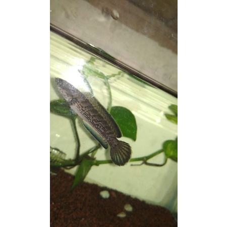 stewarti