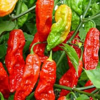 Benih Bibit Biji - Red Bhut Jolokia Merah Indian Carbon Pepper Seeds