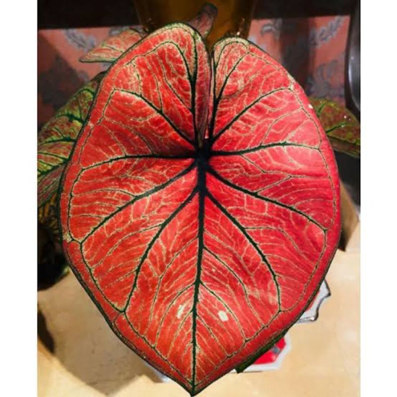 caladium mascota caladium red stone Thai caladium moscota