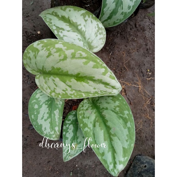 (BISA COD)TANAMAN HIAS BUNGA SCINDAPSUS EXOTICA