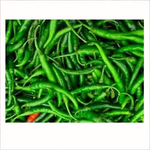 

Cabe Hijau Keriting 250gr | Pasar Induk Pekanbaru #Harga_Grosir