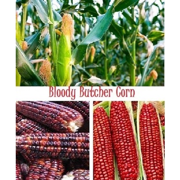 Bibit-Biji Jagung Ornamental Bloody Butcher (Haira Seed)