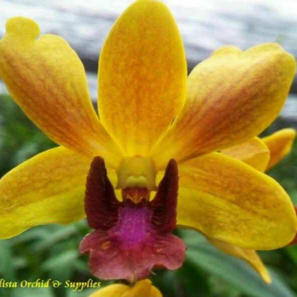 Jual Artaa A Anggrek Dendrobium Tongchai Gold Shopee Indonesia