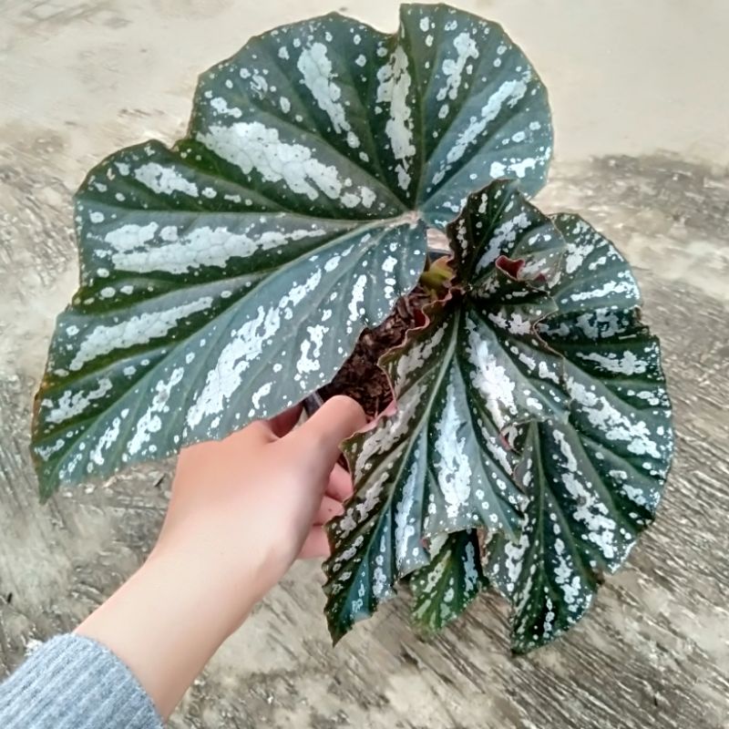 Begonia Rex silver