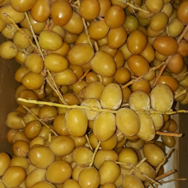 

Kurma Muda Golden Barhi 250gr