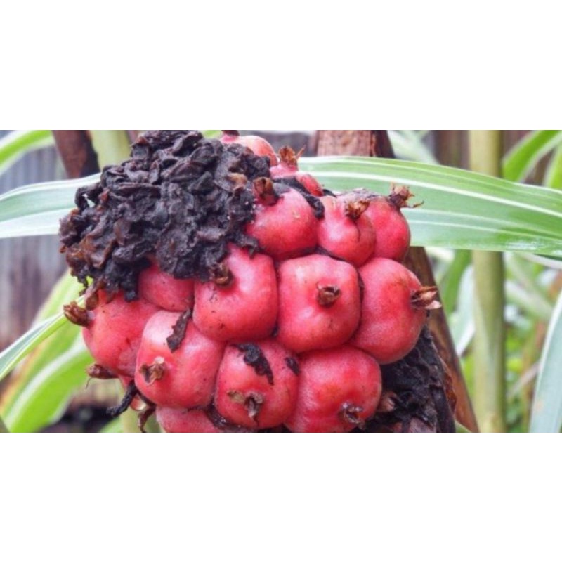

Buah kecombrang tua 500gr honje asam patikala segar