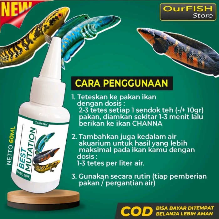 Best Mutation - Obat dan Vitamin Mutasi Ikan Channa Maru