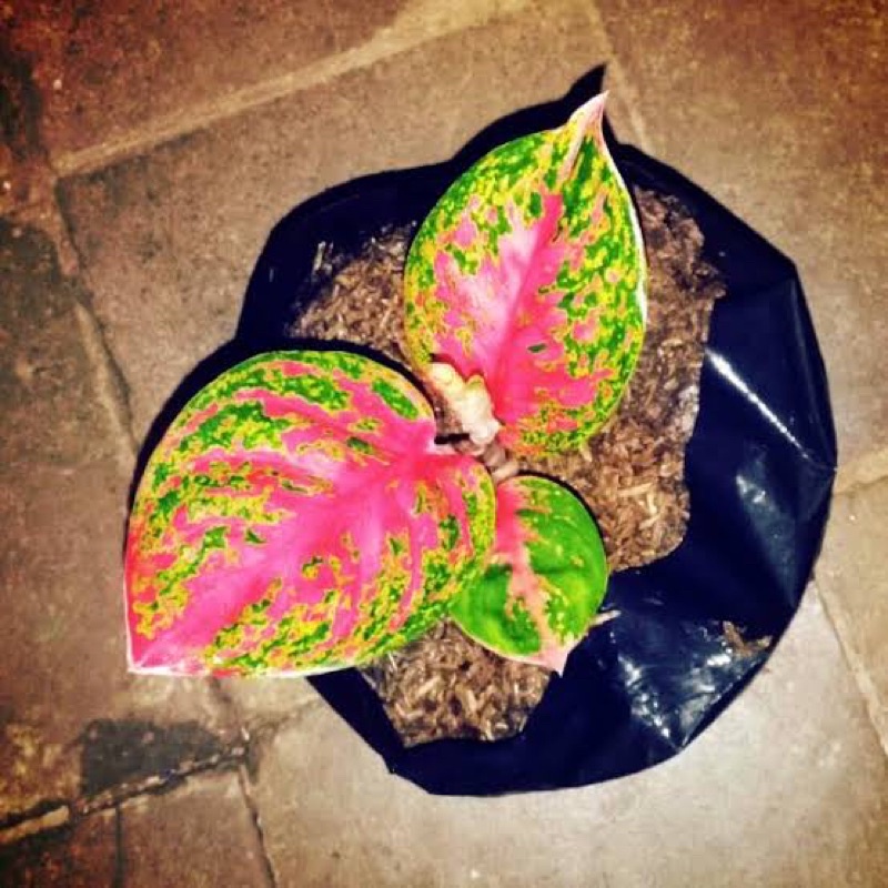 Aglonema anakan wulandari/bibit agloema wulandari