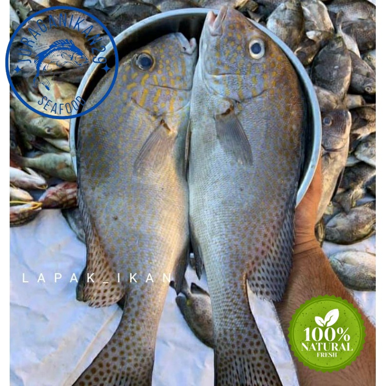 

Ikan Kaci-Kaci Segar 1~Kilogram