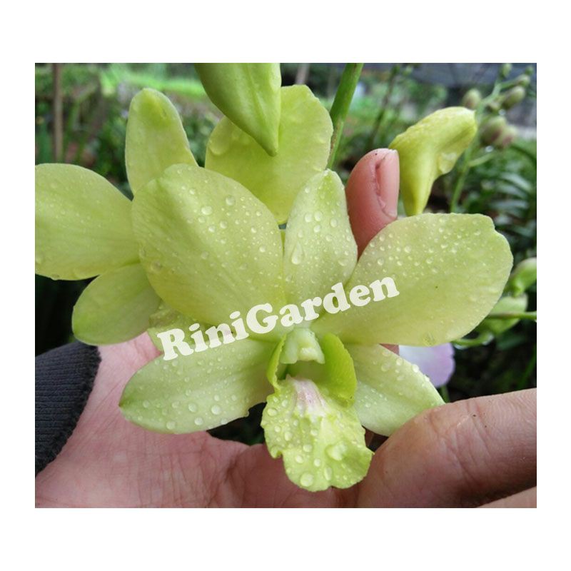 Anggrek Dendrobium Arindang Green