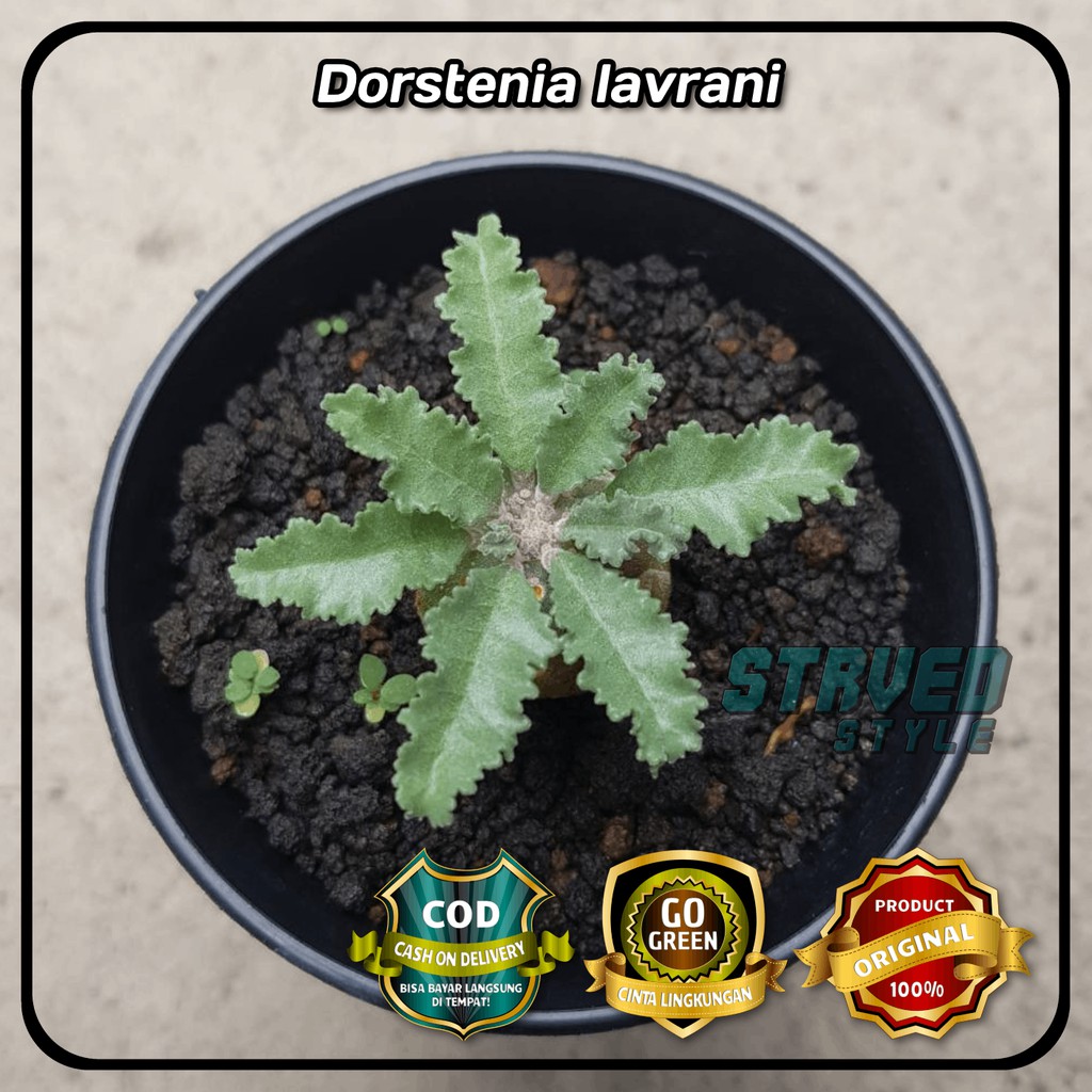 DORSTENIA LAVRANI BUNGA KAKTUS SEKULEN SUCCULENT HIAS + POT