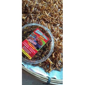 

❤ 7.7 !!! BELALANG GORENG 25rb an termurah se indonesia