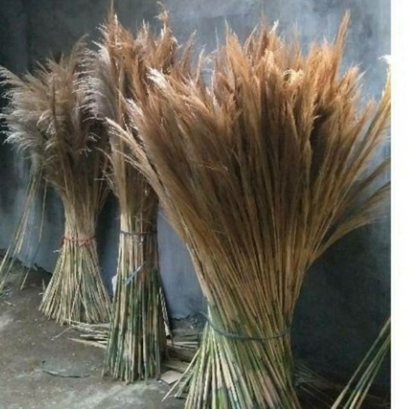 12btg pampas bulu halus