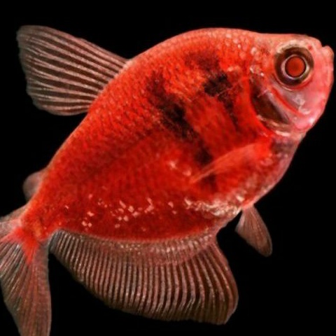 Ikan Hias Tetra Glowfish Red Tiger / Merah Strip
