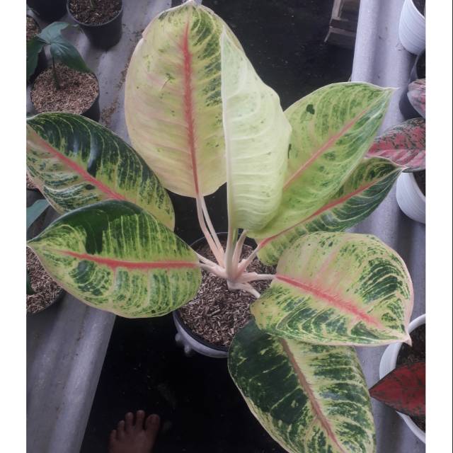 Paket 2 pot big mama big size dan siam jade rumpun 2 varigata